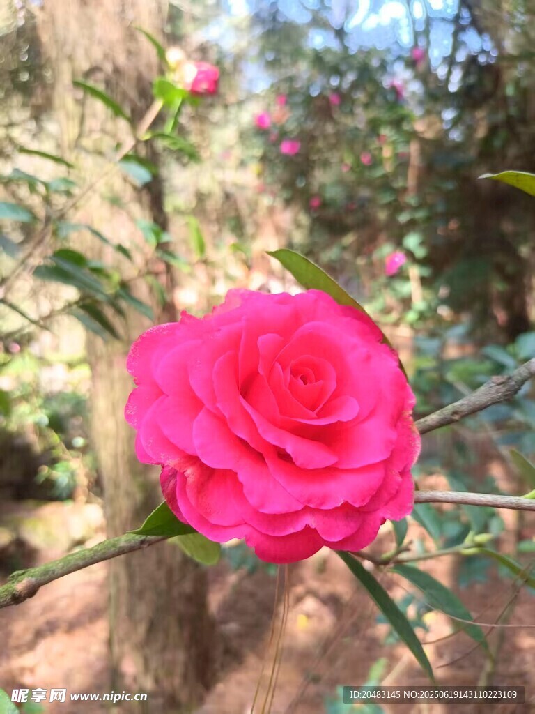 嬌艷山茶花綻放于林間