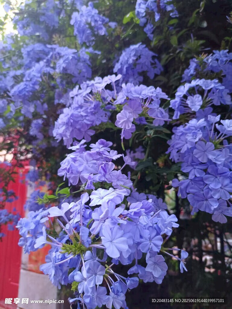 藍紫色繁花綻放