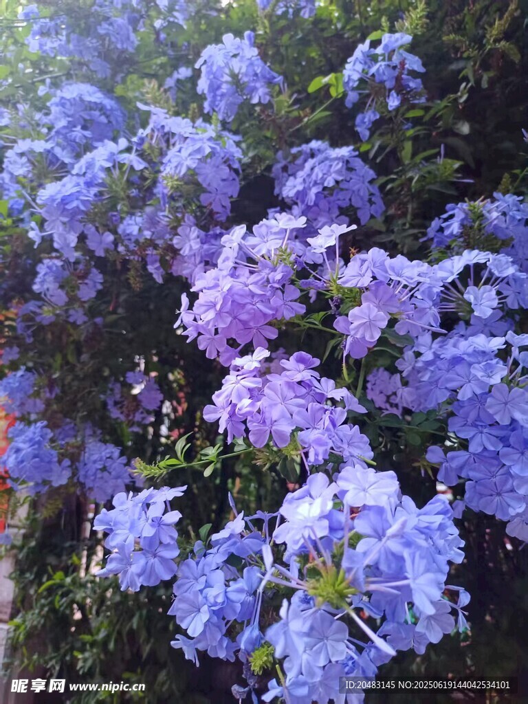 藍花綻放枝頭