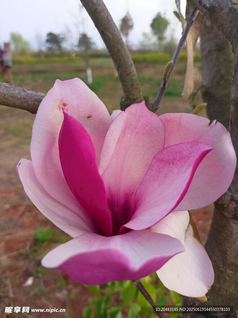嬌艷玉蘭花綻放枝頭
