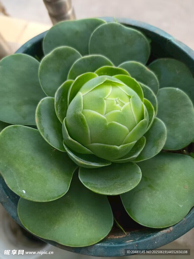 盆栽多肉植物特寫