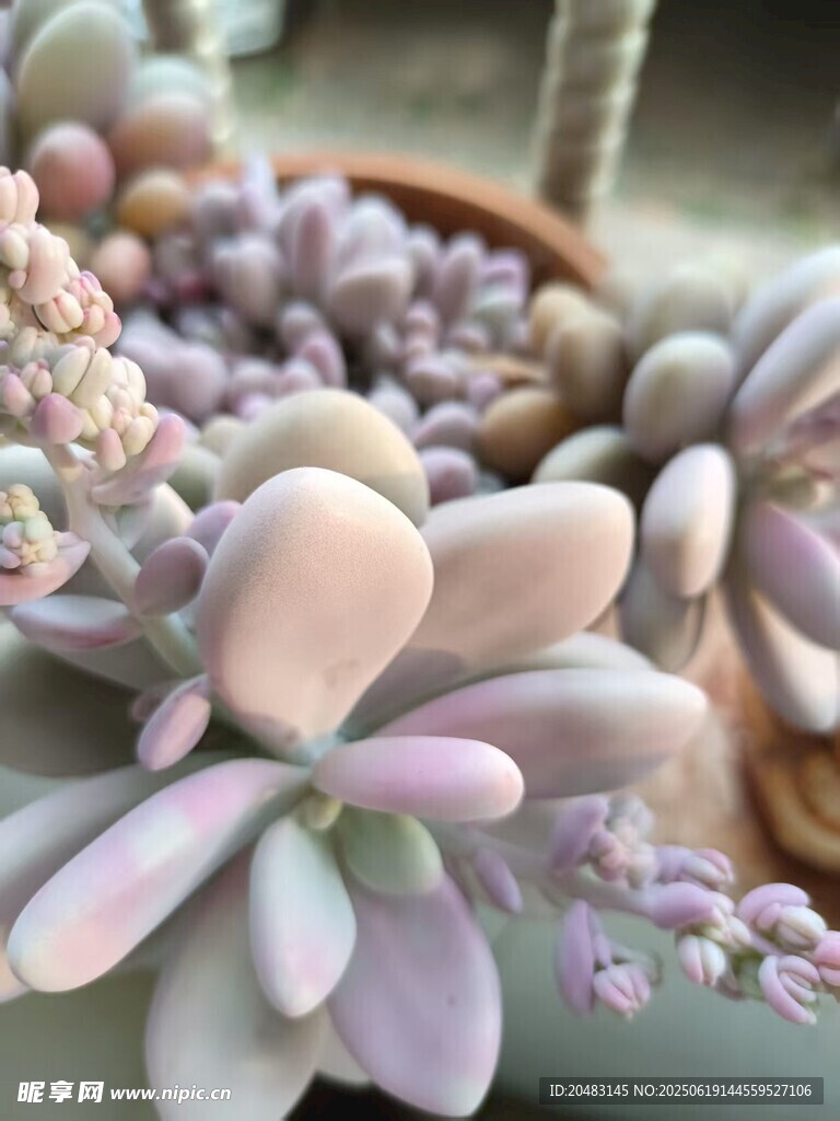 夢幻粉紫系多肉植物特寫