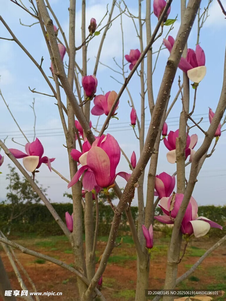 盛開的紫玉蘭花枝