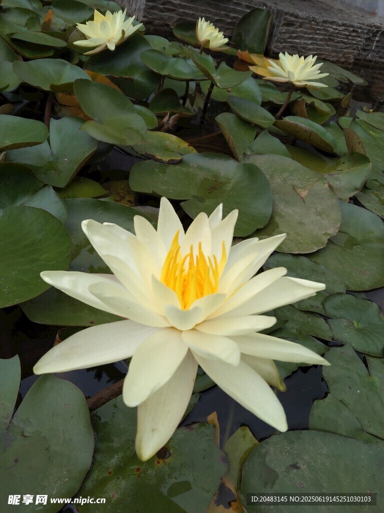 綻放的白色睡蓮