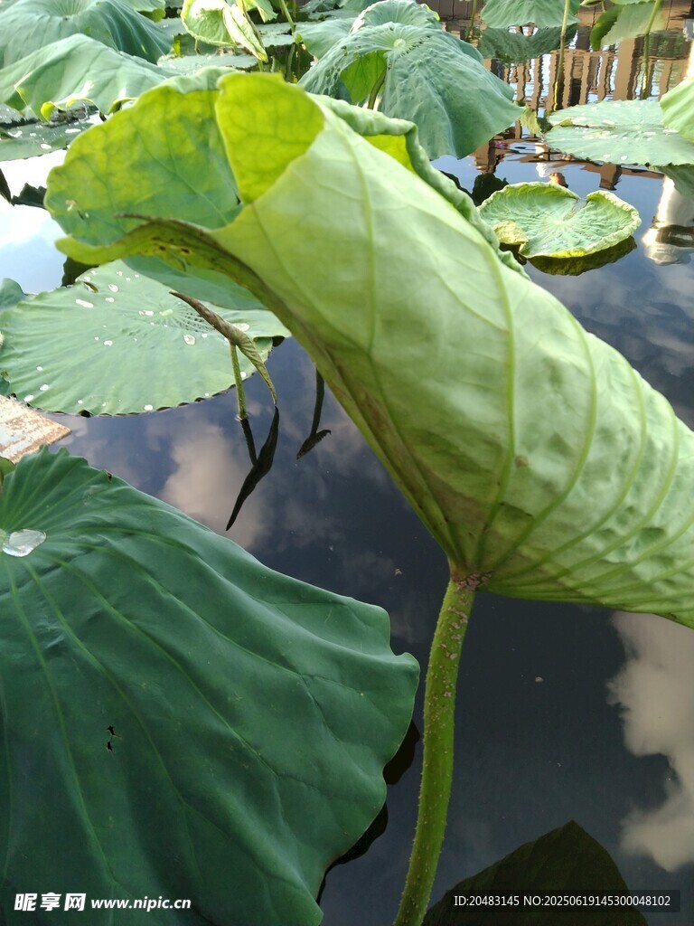 碩大荷葉  盡顯夏日生機