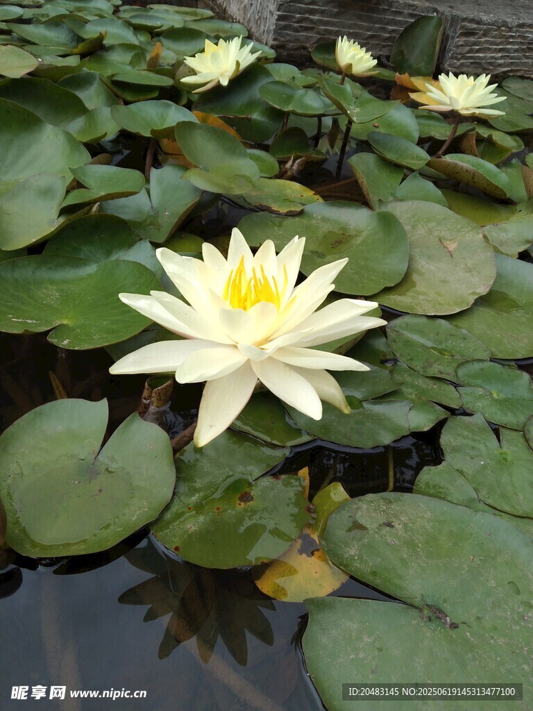 水中綻放的美麗白睡蓮
