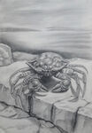素描螃蟹