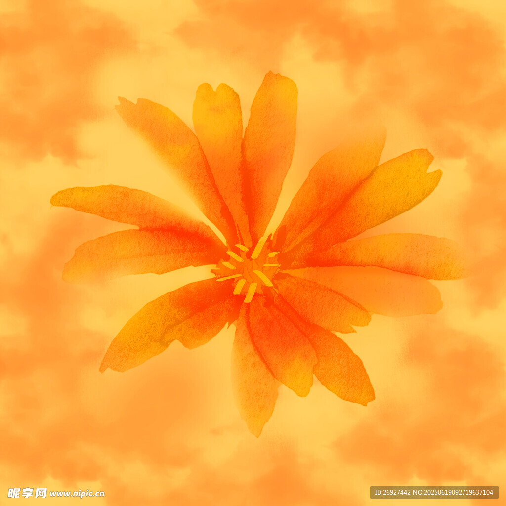 橙色花朵特寫