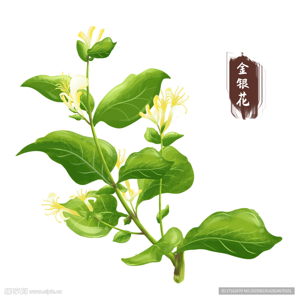 金銀花