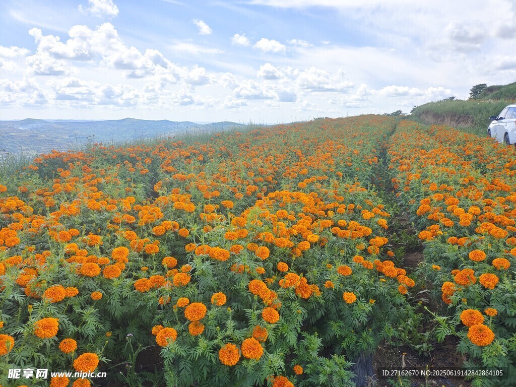 萬壽菊花