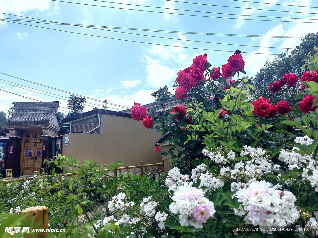 玫瑰花