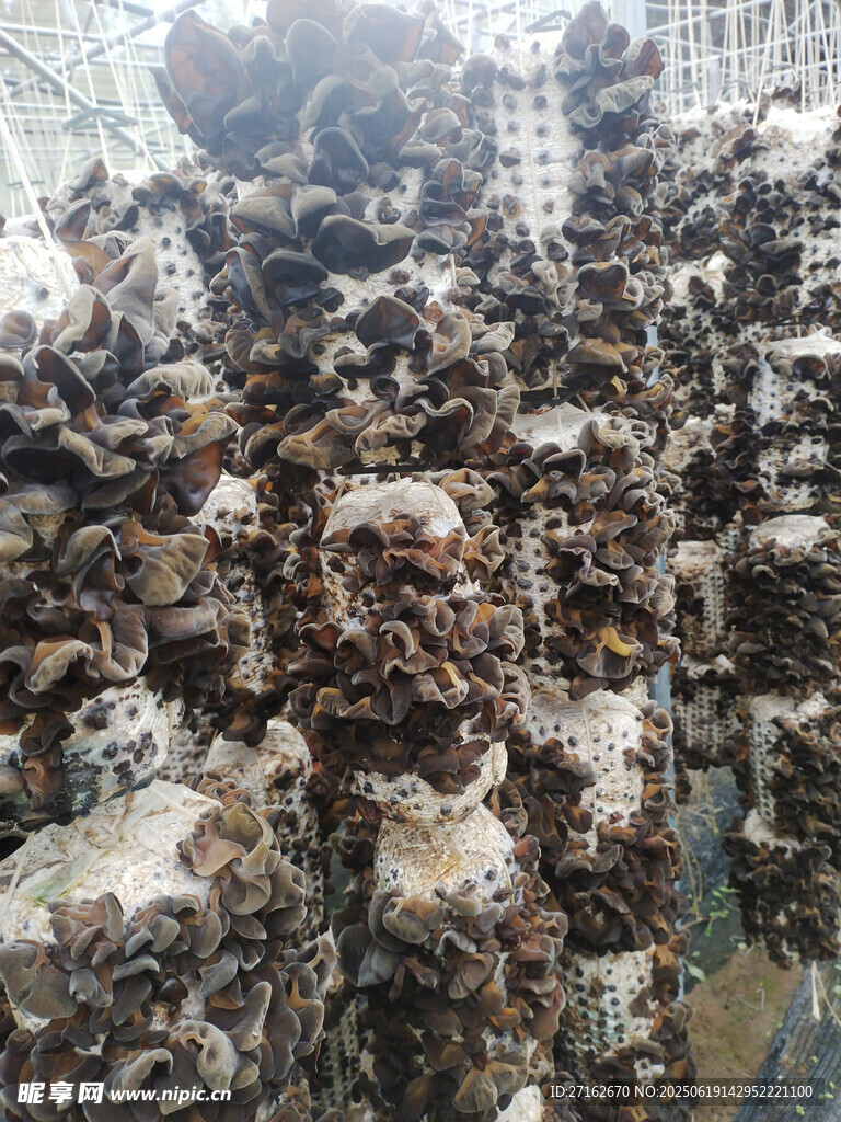 食用菌
