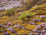 山花