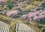 山花