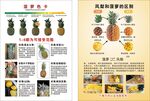 鳳梨和菠蘿的區別
