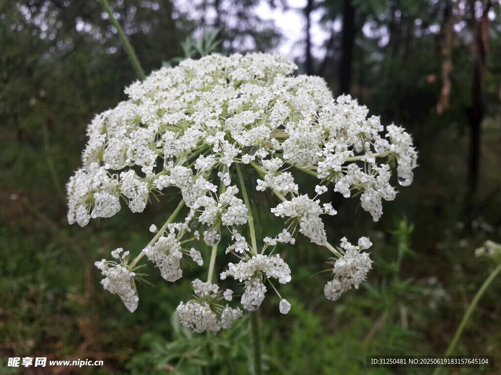 野外白色傘狀花朵特寫