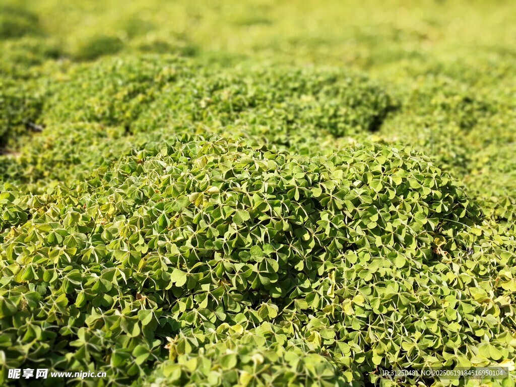 翠綠茶園景致