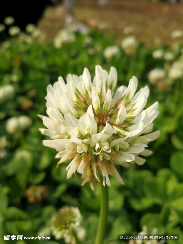 白色三葉草特寫