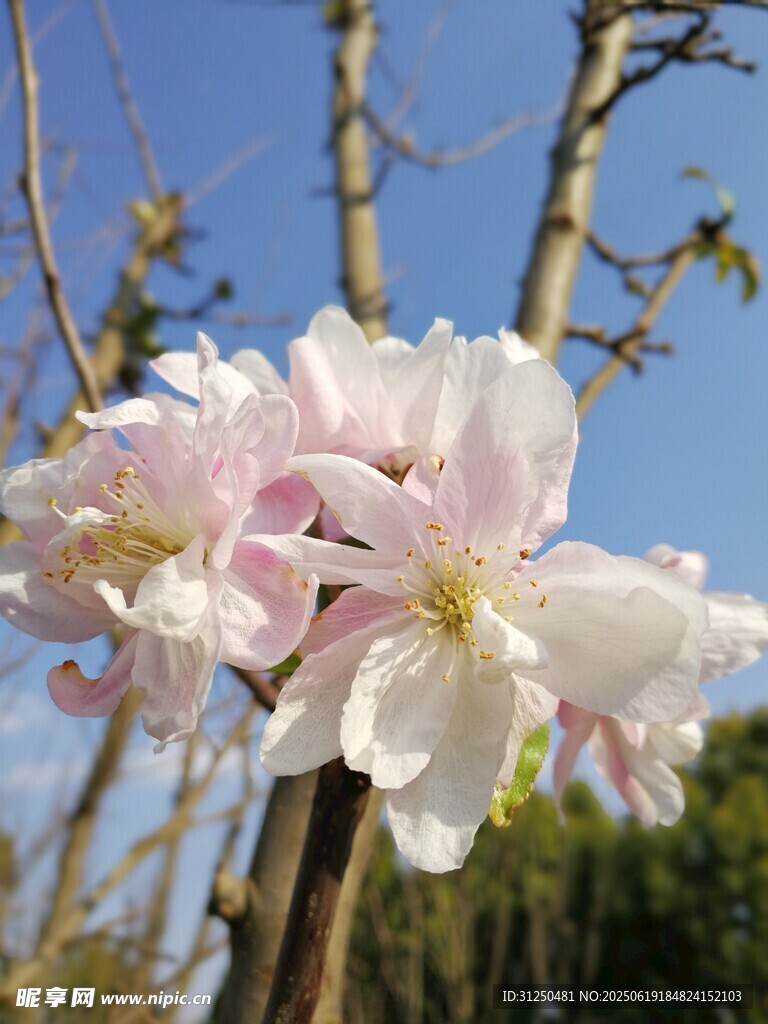 枝頭綻放的粉嫩櫻花