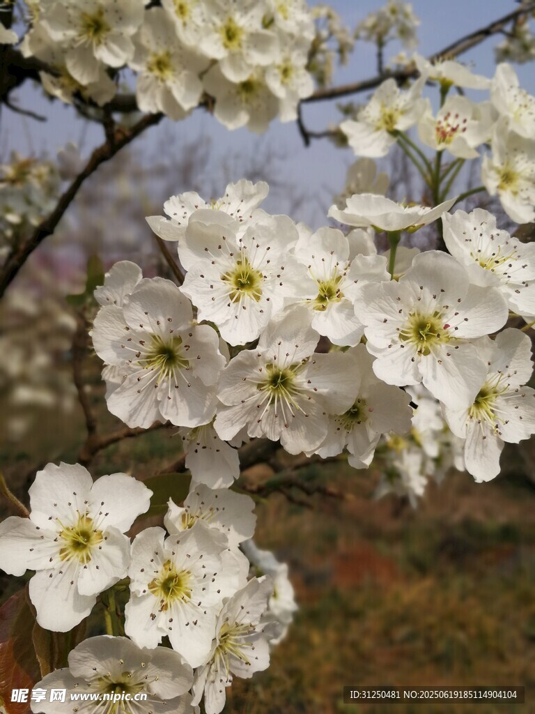 枝頭綻放的潔白梨花