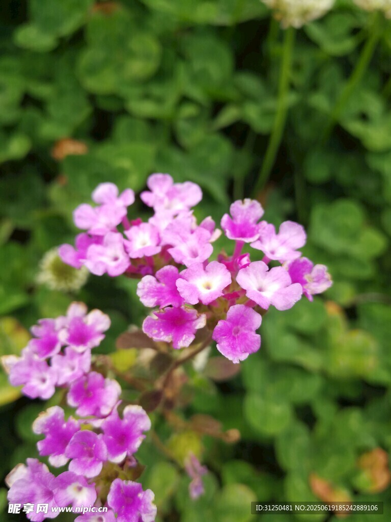 美麗粉紫色小花綻放