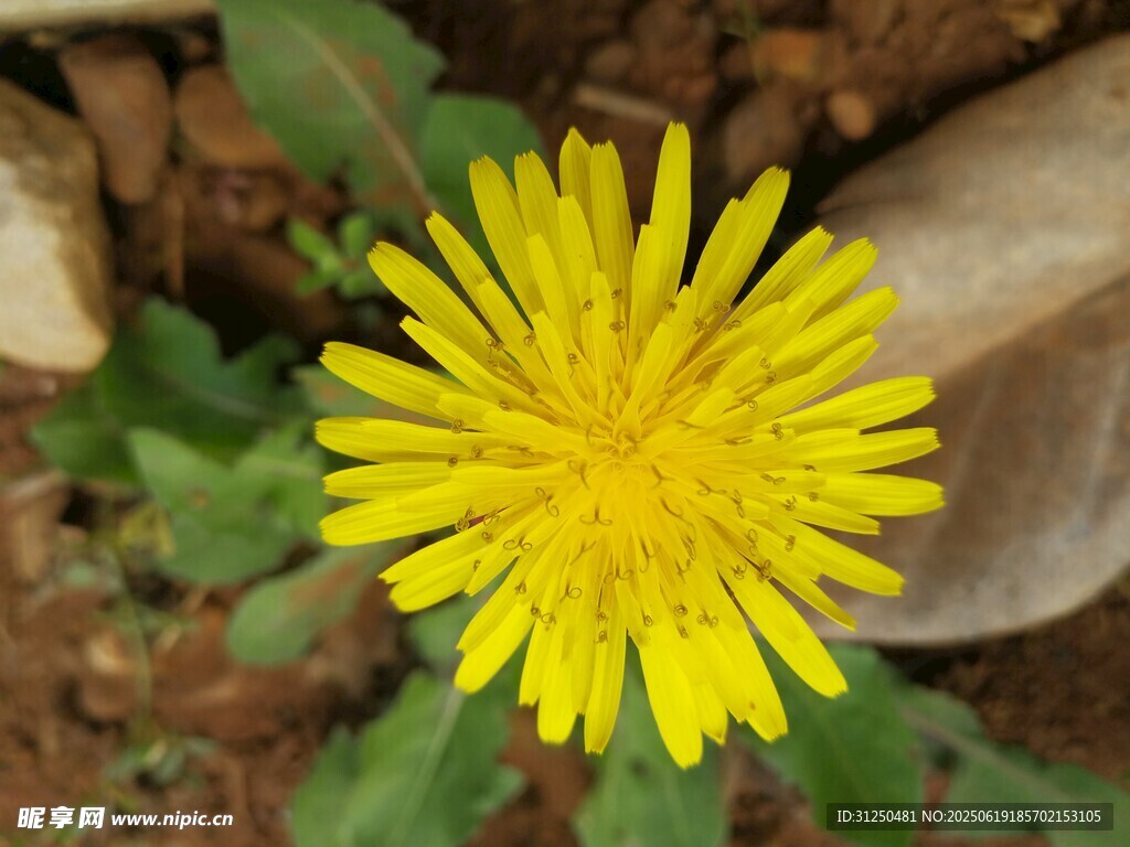 黃色蒲公英花朵特寫