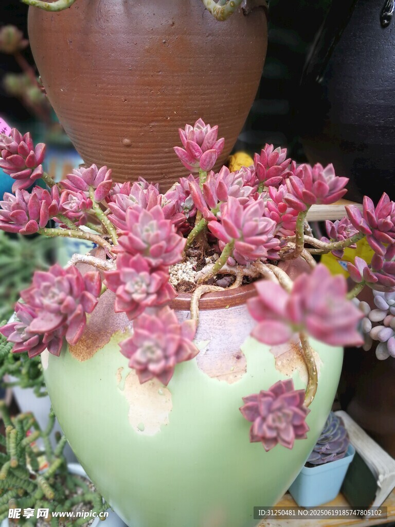 粉花綠植裝點清新花盆