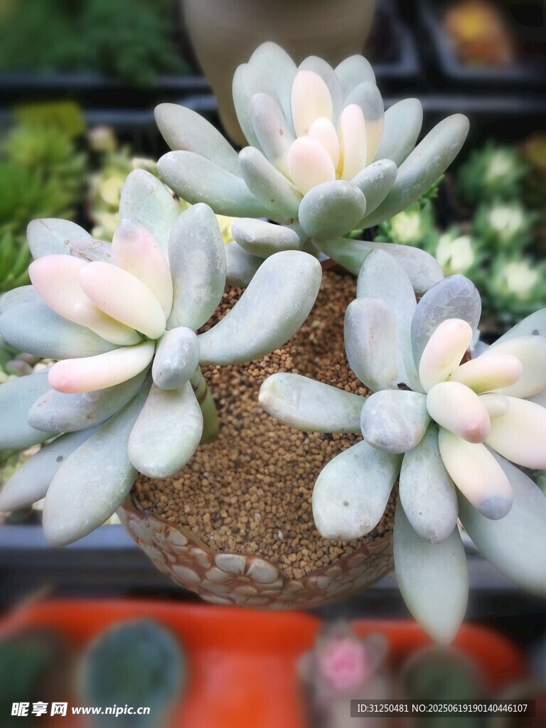 可愛多肉植物盆栽