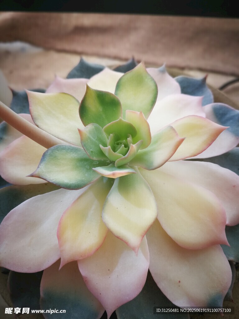 多彩多肉植物特寫