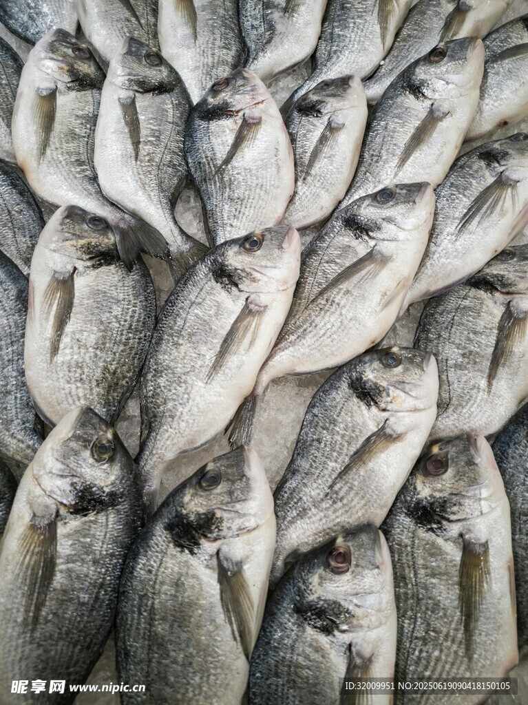 整齊排列的鮮魚