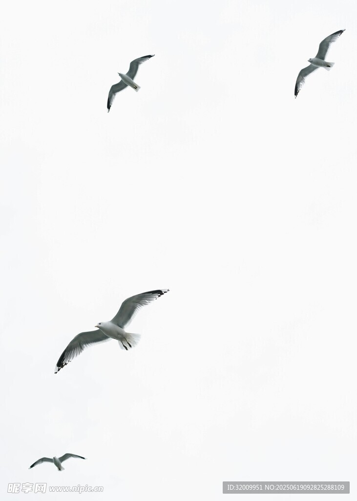 天空中飛翔的幾只鳥兒