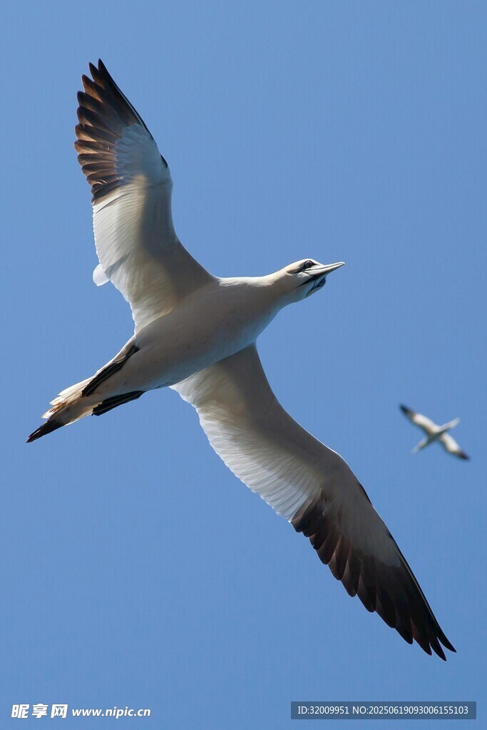 藍(lán)天中翱翔的海鳥