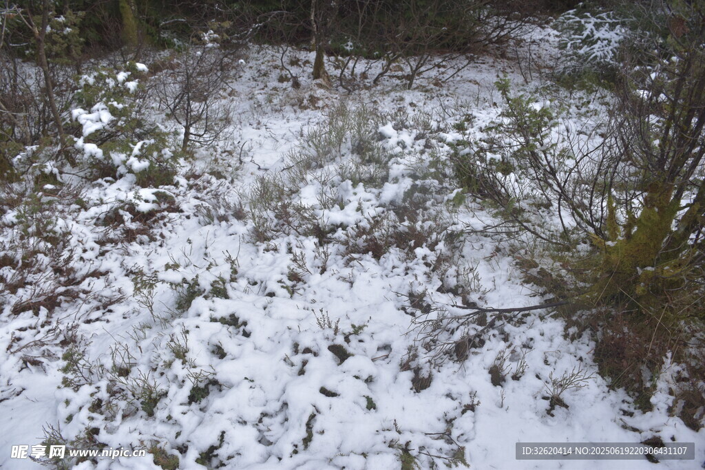 雪覆林間地面景象