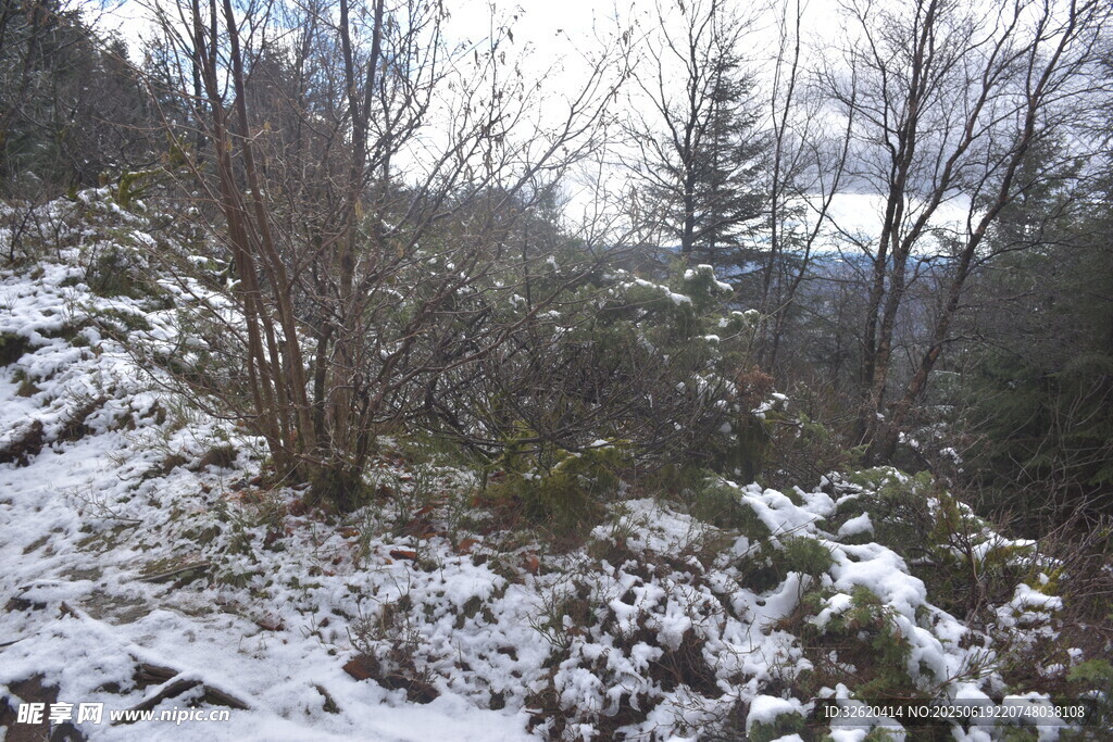 雪覆山林景象