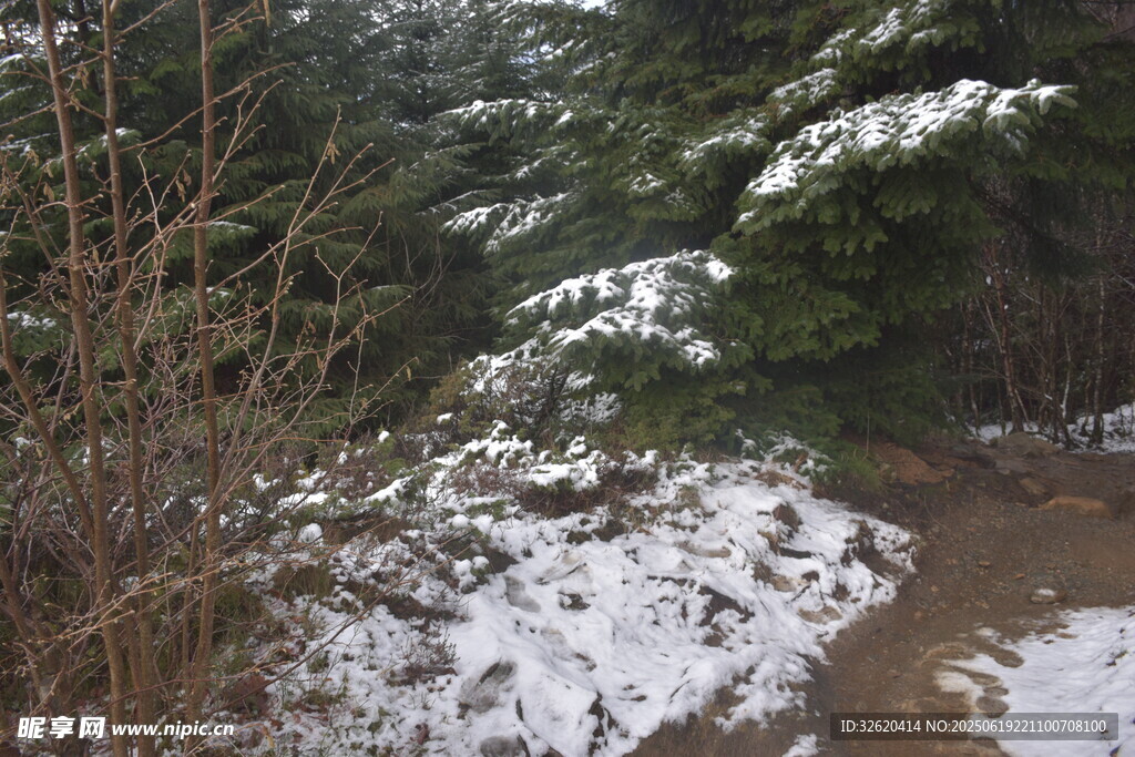 雪覆山林間的小徑
