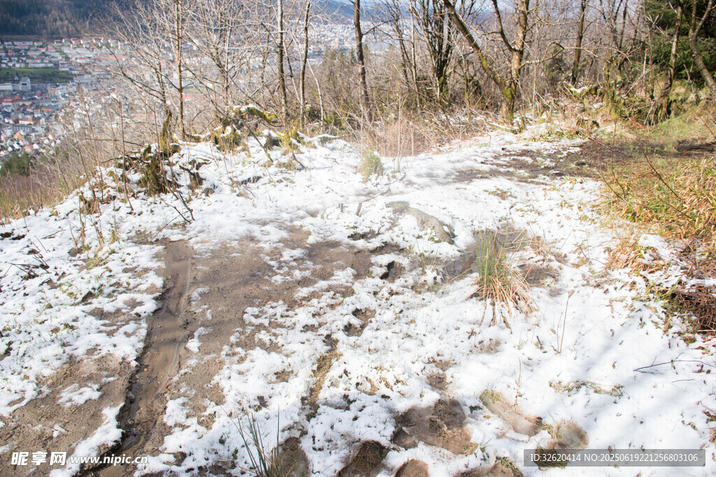 雪覆林間小徑