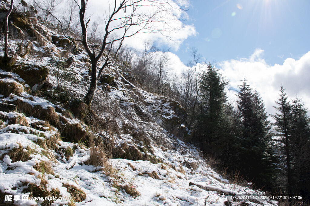 冬日雪山松林美景