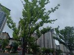 城市中蔥郁的綠樹景觀
