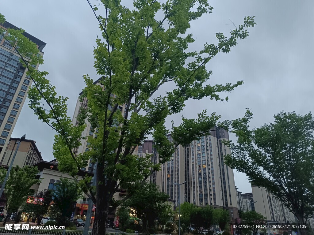 城市中蔥郁的綠樹景觀