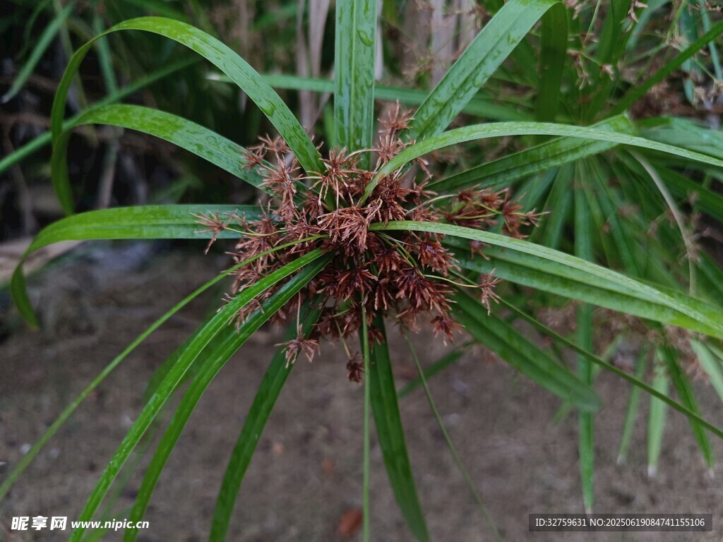 棕竹植物特寫
