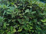 茂密綠植景觀