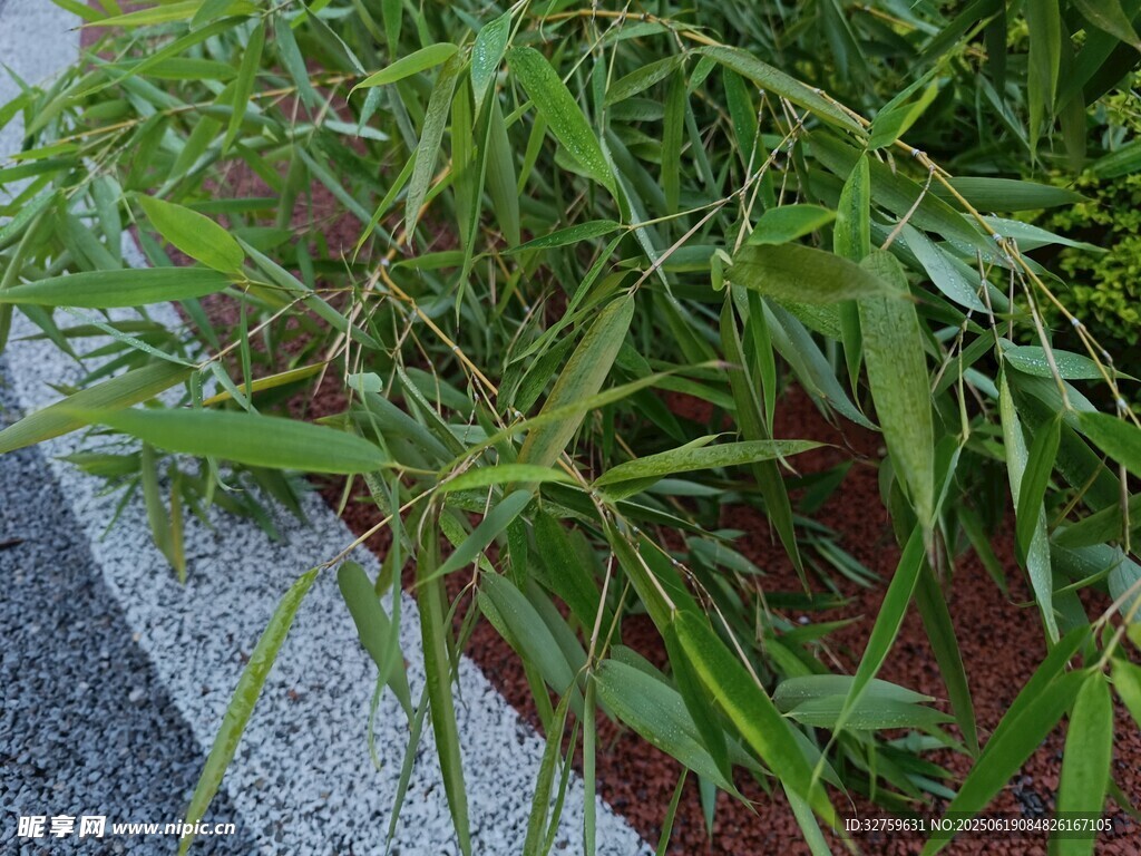 翠綠竹葉生機(jī)盎然