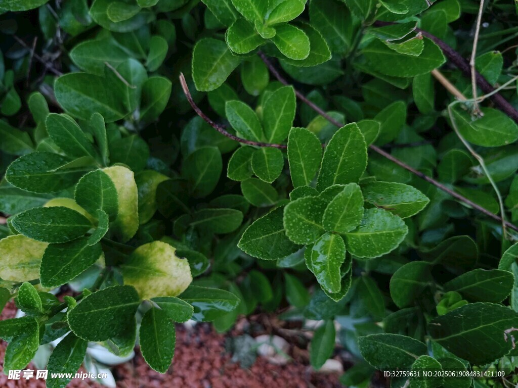 翠綠繁茂的植物葉片