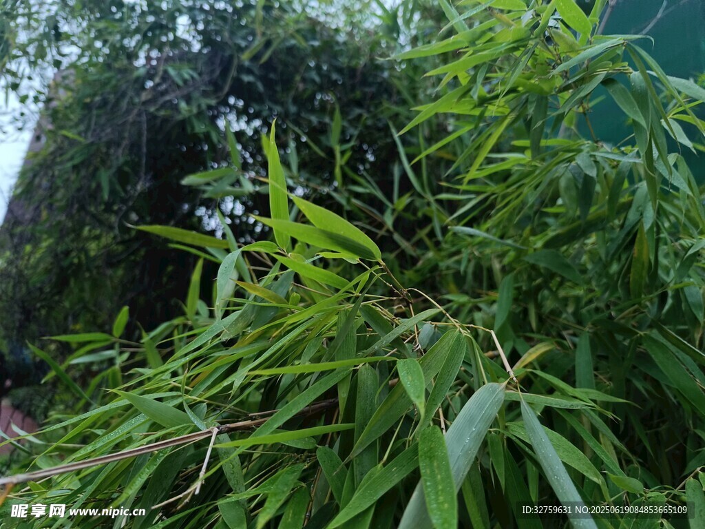 翠綠竹葉特寫