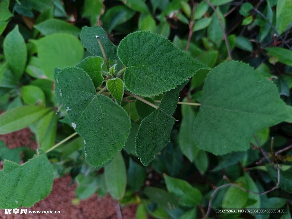 綠葉植物特寫