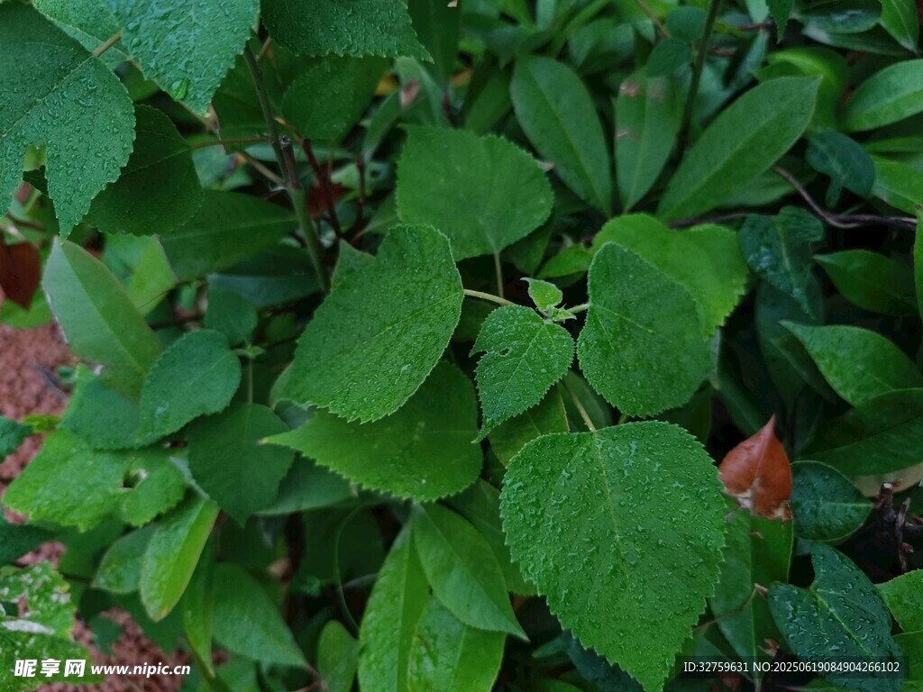 綠葉間的多彩植物