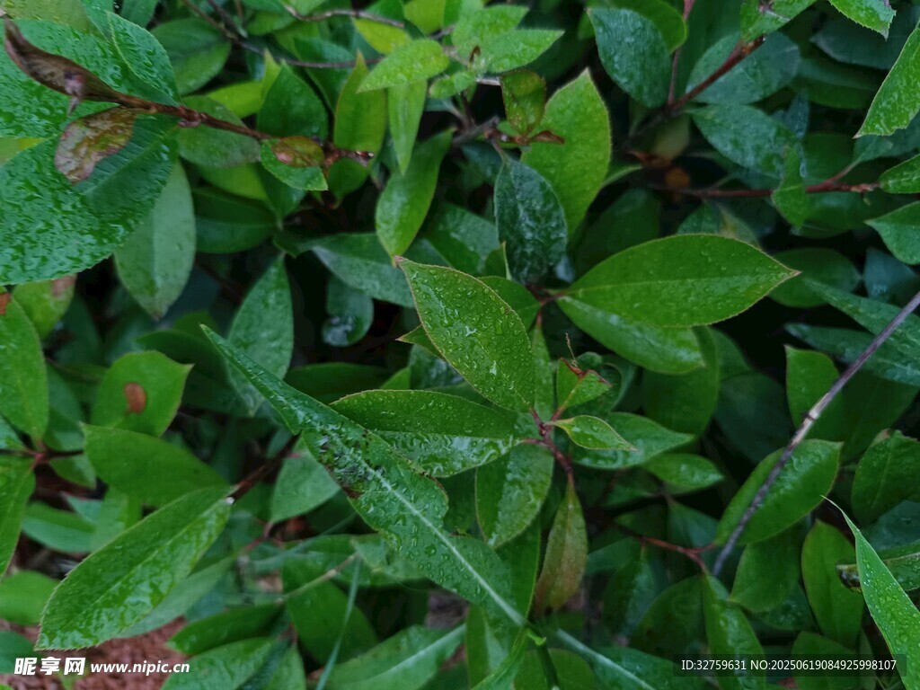 翠綠繁茂的植物葉片
