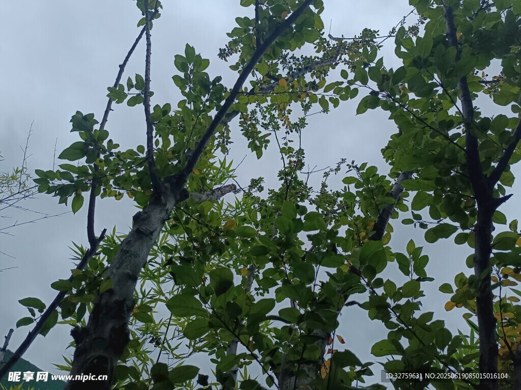 雨中枝葉繁茂的樹木