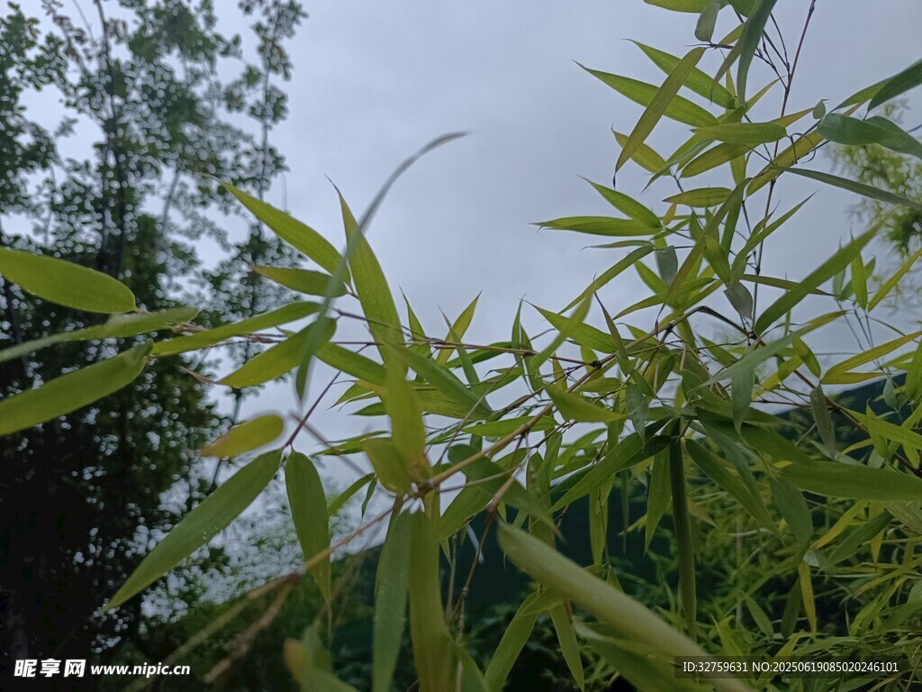 野外生長的綠色植物