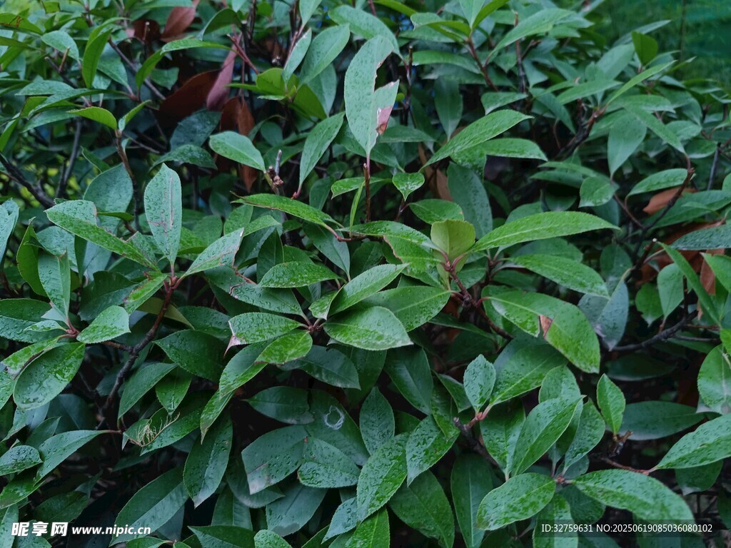 綠葉繁茂的植物景觀